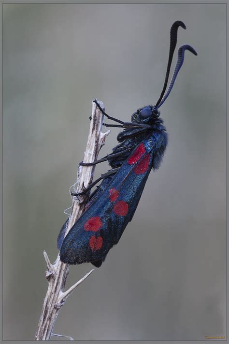 Zygaena Lonicerae Scheven 1777 Zygaena Lonicerae Hanno Flickr