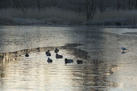 Free Fotobanka Voda Příroda Zima Ráno Jezero Mráz řeka Zvěř A