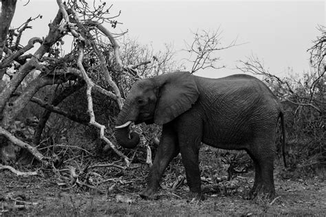 Days Tanzania Safari Tarangire Serengeti Park Ngorongoro Crater