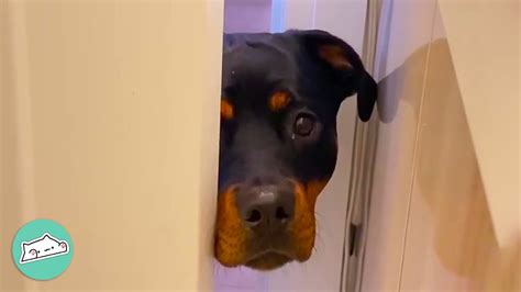 Two Scary Rottweilers Make People Fall In Love With Them Cuddle