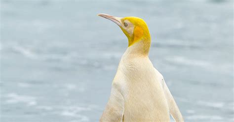 Rare Yellow Penguin Bewilders Scientists | Audubon