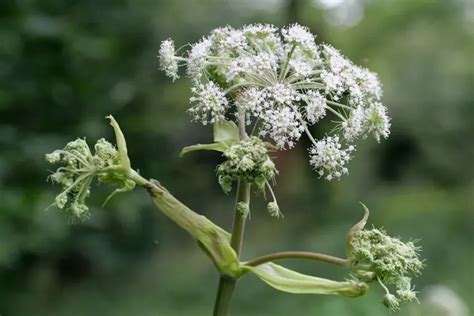 Angelica silvestris Wildstaudengärtnerei AG