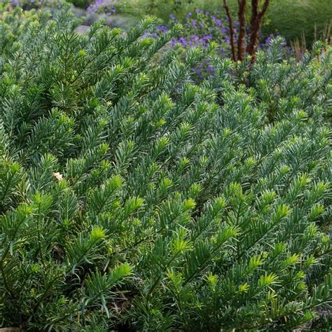 Cephalotaxus Harringtonia Duke Gardens Japanese Plum Yew From Gilmore