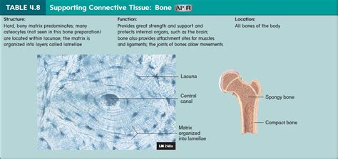 Fibrocartilage Tissue Location And Function