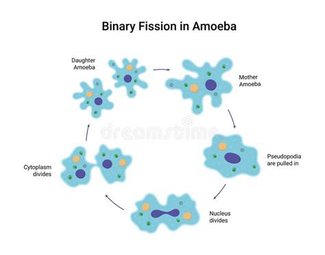 Binary Fission Process Vector Illustration Diagram Stock Vector Illustration Of Amoeba