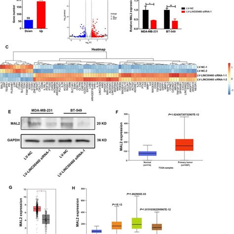 Linc Knockdown Reduced Mal Expression In Breast Cancer Cells A