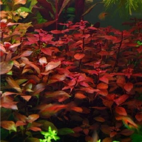 Ludwigia Sp ‘mini Super Red Flora Aquática®