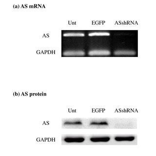 As Dna Mrna And Protein Expression In Hela Mcf And A Cells