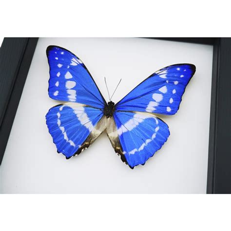 Morpho Cypris Blue Morpho Framed Butterfly Taxidermy