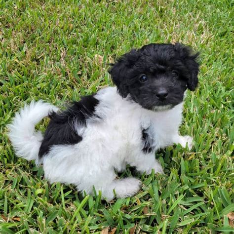 Ryan Parti Coat Maltipoo Puppy Male Micheles Puppies And Paws