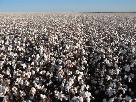 Quando Ocorreu O Ciclo Do Algodão No Brasil Como Foi Mundo Ecologia