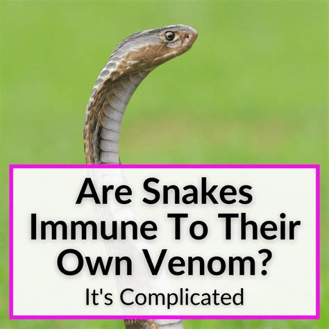 Are Snakes Immune To Their Own Venom? (It's Complicated)