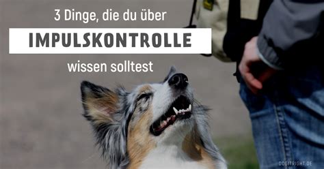 3 Dinge du über Impulskontrolle beim Hund wissen solltest