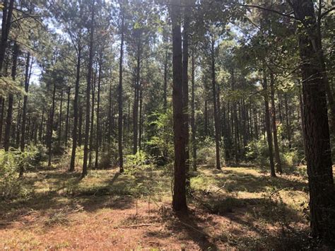 Taliaferro Springs Tract For Sale In Lyerly Ga Chattooga County