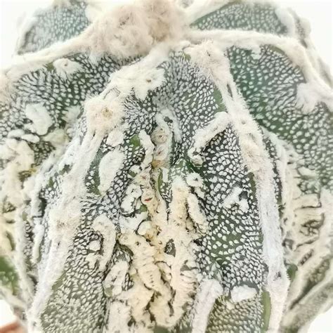 Astrophytum Myriostigma Cv Fukuryu Haku Jo Hania Japan Selection X