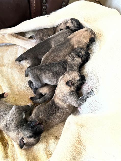 Anatolian Shepherd Dog Puppies For Sale