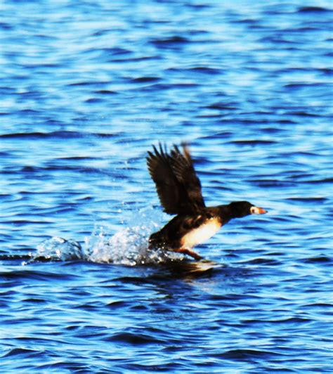 Scoter In Bound Rough Landing Black Scoter Mark Brucker Flickr