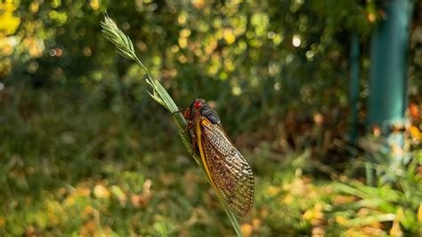 Natures Symphony The Historic Double Brood Cicada Emergence Of 2024