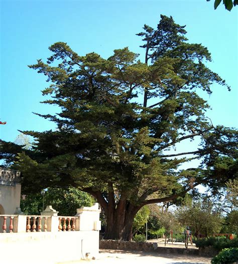 Árboles con alma: Ciprés de Monterrey. Xiprer de Lambert.(Cupressus macrocarpa)