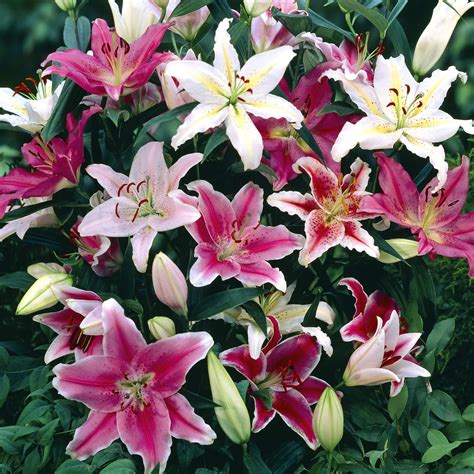 Lily Oriental Mix – EuroBlooms