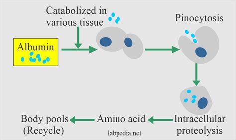 Albumin (Serum Albumin) - Labpedia.net