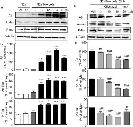 A Time Dependent Increases In Expression Of Acetyl Tau Ac Tau And