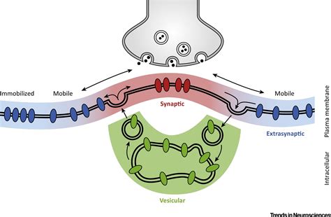 Postsynaptic Neurotransmitter Receptors