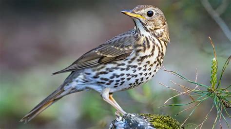 Los zorzales ya están en España comienzan a entrar por los Pirineos y