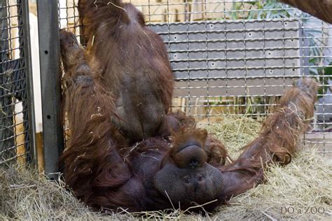 Orangutan Mating Kiko And Lucy Together Early In The Morni Flickr