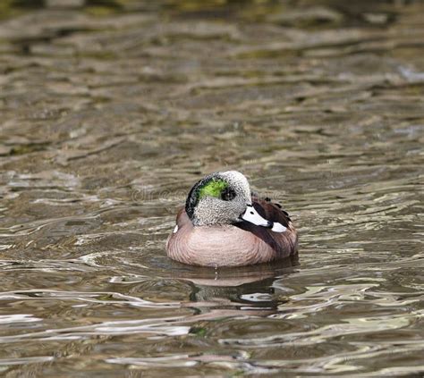 American Wigeon Widgeon Duck Stock Image - Image of lake, feather: 26952647