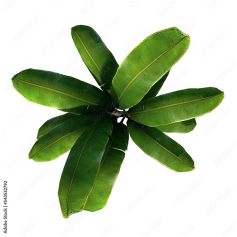 Top View Of Plant Banana Tree Palm 1 Tree Png Stock Illustration