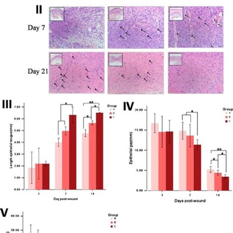 Expression Of Epithelial Cell Markers Cd Sma K In Wound Skin