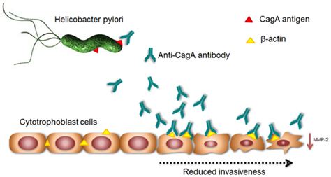 Frontiers Insights Into The Role Of Helicobacter Pylori Infection In