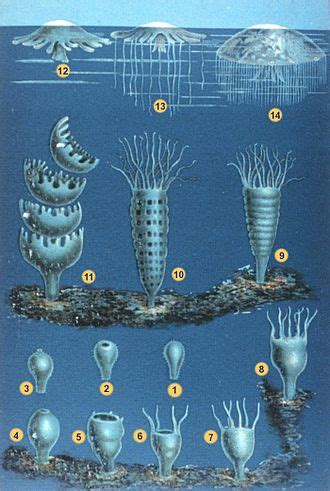 Metamorfosis biología Wikipedia la enciclopedia libre