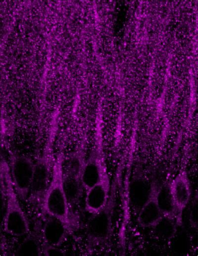 Phosphorylated Receptors IMAGE EurekAlert Science News Releases