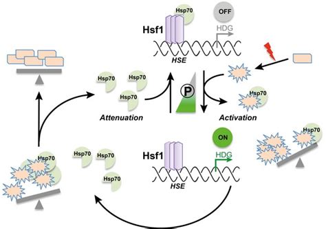 Heat Shock Response A Model For Handling Cell Stress Elife