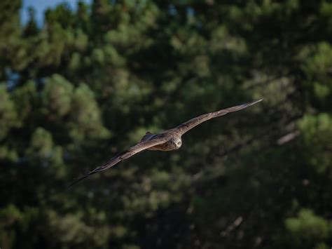 Black Kite Flying · Free Stock Photo