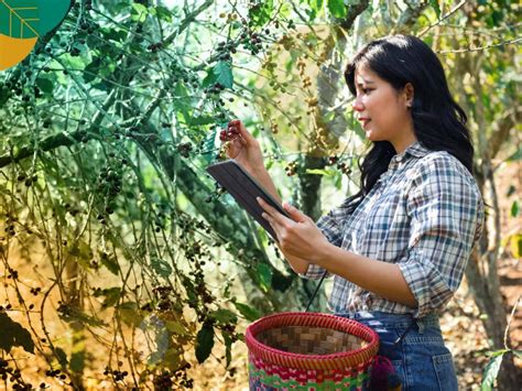 penyakit rebah  tanaman kopi gokomodo