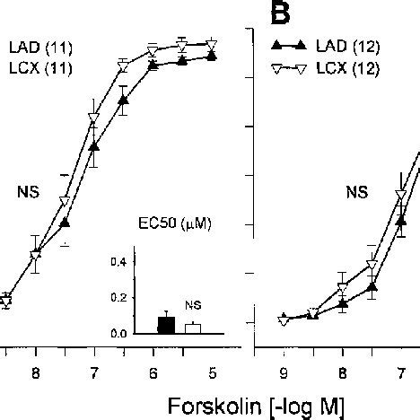 Concentration Dependent Relaxation Responses To Membranepermeant