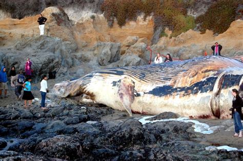 Blue Whale – "OCEAN TREASURES" Memorial Library