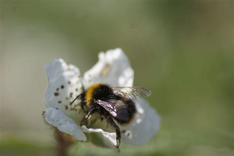 Busy Buzzy Bees South Downs National Park Authority