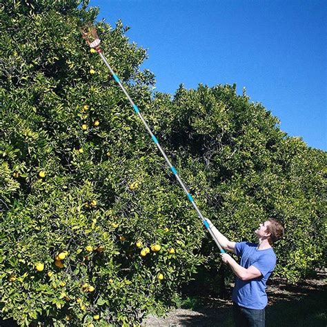 Buy Coconut Fruit Picker Tool Fruit Picker Pole With Basket Height