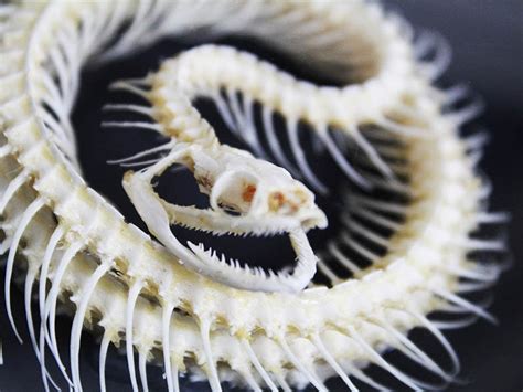 Garter Snake Skull