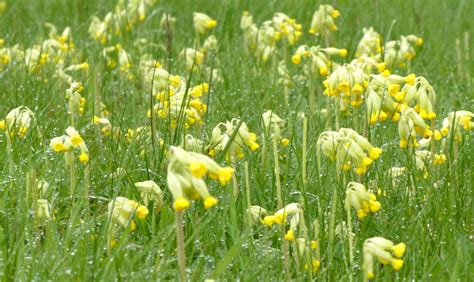 Margo Laurie On Twitter Rt Beatricegroves Rain Bejewelled Cowslips