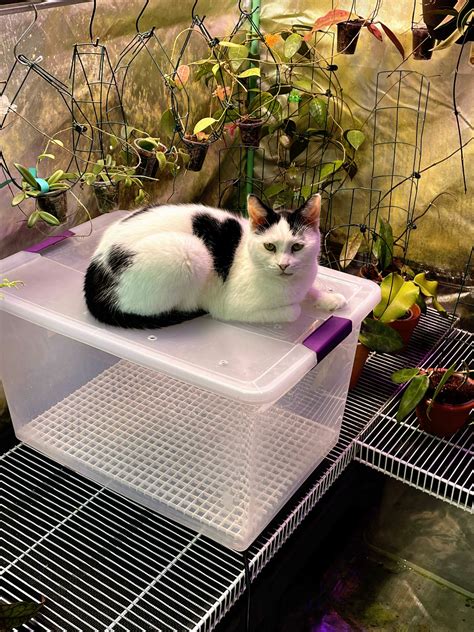 Cat Helper | Vermont Hoyas