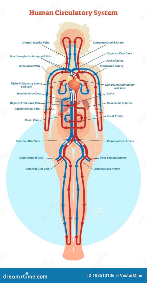 Human Circulatory System Vector Illustration Diagram Blood Vessels