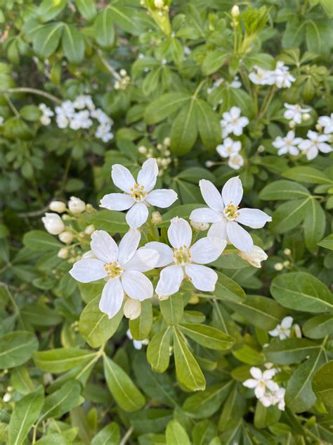 Mexican Orange Blossom Choisya Ternata Filoli