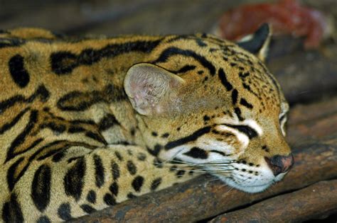 Ocelot Leopardus Pardalis Scotts Flickr