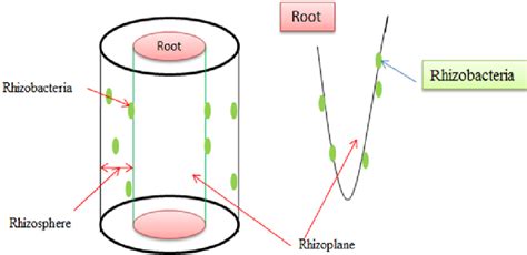 Schematic Representation Of Rhizosphere And Rhizoplane Modified From