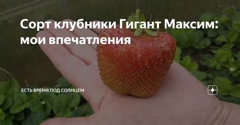 Сорт клубники Гигант Максим: мои впечатления | Есть время под солнцем ...